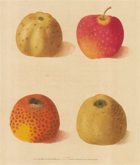  Heritage Apples: A Guide to Identifying and Growing Over 100 Apple Varieties! – An Ode to Pomology and Horticultural History